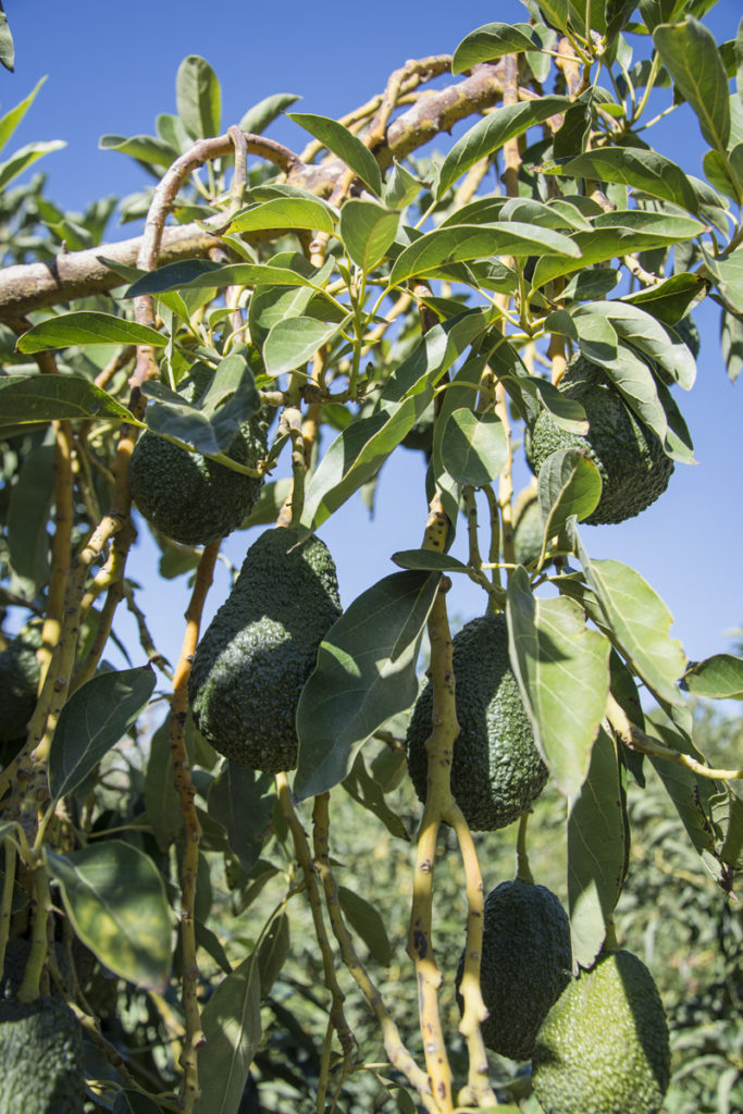 Visiting Our Organic Avocado Farm | A Story of Family, Legacy, and Perfect Produce