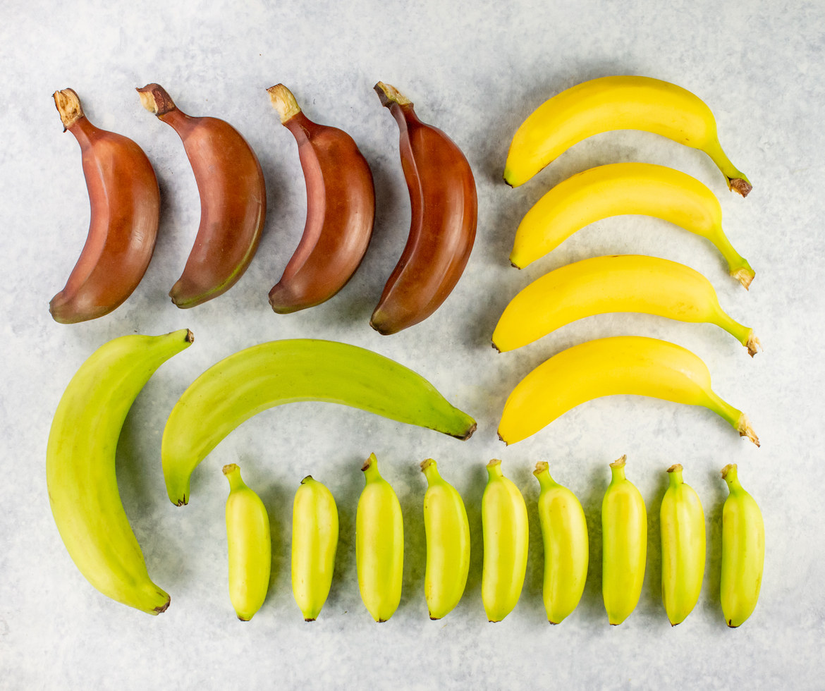 variety bananas, specialty bananas, banana guide, bananas